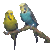 Andulky.gif