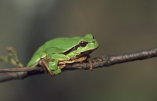 Hyla_arborea_Marek_Szczepanek.jpg