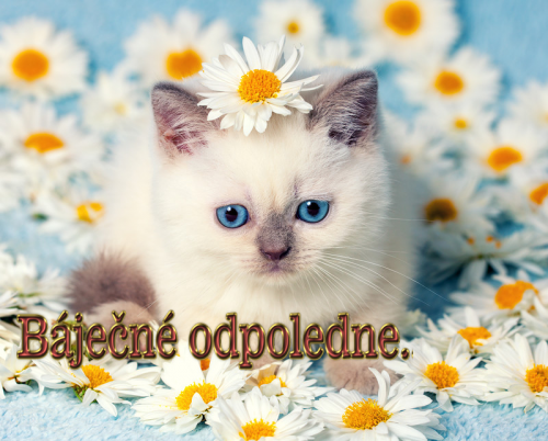 0_d1639_9d5d4803_XL.png